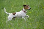 Jack Russell Terrier