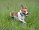 Jack Russell Terrier