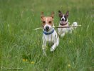 Jack Russell Terrier