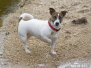 Jack Russell Terrier