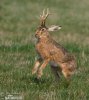 Jackalope