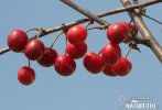 Japanese Flowering Cherry