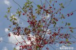 Japanese Flowering Cherry