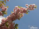 Japanese Flowering Cherry