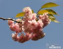 Japanese Flowering Cherry