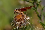 Jersey Tiger