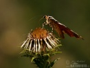 Jersey Tiger