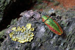 Jewel Beetle