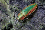 Jewel Beetle