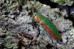 Jewel Beetle