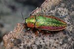 Jewel Beetle