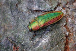 Jewel Beetle