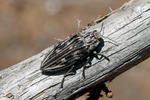 Jewel Beetle