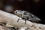 Jewel Beetle