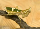 Jeweled Flower Mantis