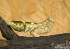 Jeweled Flower Mantis