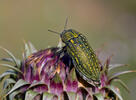 Julodis andreae