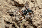 Jumping Spider