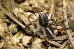 Jumping Spider