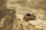 Jumping Spider