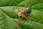 Jumping Spider