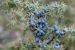 Juniperus communis