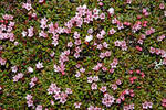 Kalmia procumbens