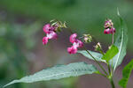 Kampe-balsamin Kjempespringfro