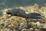 Kamsalamander