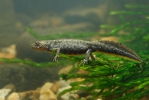 Kamsalamander