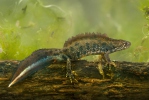 Kamsalamander