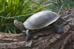 Kärrsköldpadda