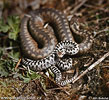 Keresztes vipera