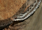 Keresztes vipera