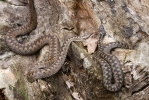 Keresztes vipera