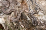 Keresztes vipera