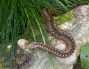 Keresztes vipera