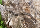 Keresztes vipera