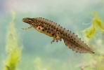 Kleine watersalamander