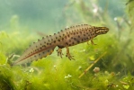 Kleine watersalamander