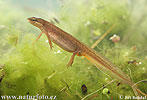 Kleine watersalamander