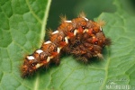 Knot Grass - Catterpillar