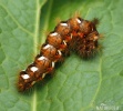 Knot Grass - Catterpillar