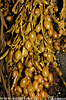 Knotted wrack