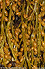 Knotted wrack
