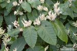 Knotweed