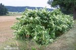 Knotweed