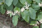 Knotweed