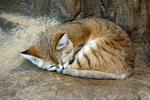 Kucing pasir