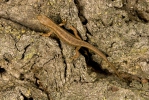 Lacerta agilis